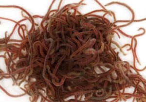 download tubifex worms fish food
